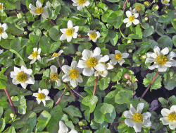 Caltha palustris Alba - Sumpfdotterblume weiß
